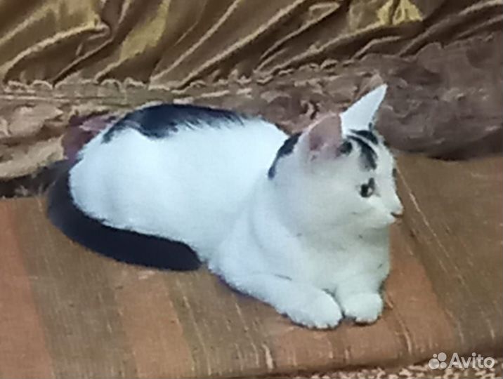 Котик