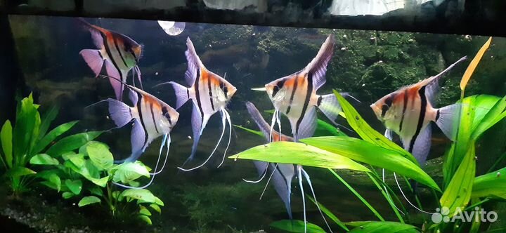 Скалярии манакапуру природная форма