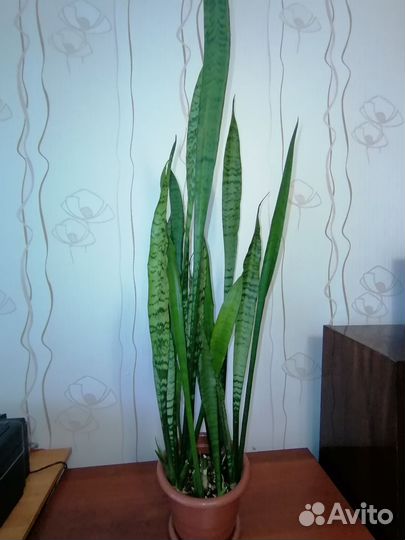 Сансевиерия, молочай