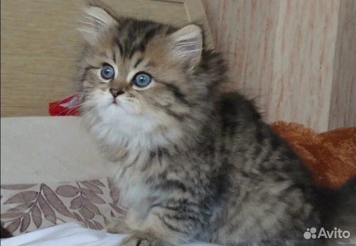Сибирские котята
