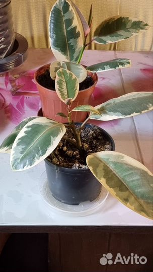 Комнатные цветы