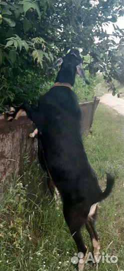 Случка козла