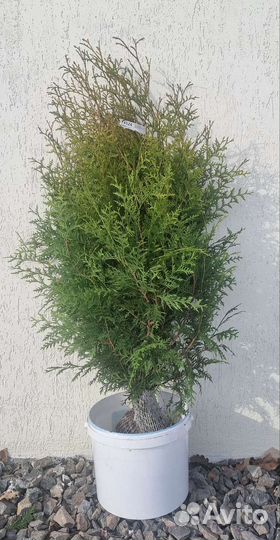 Туя западный Брабант