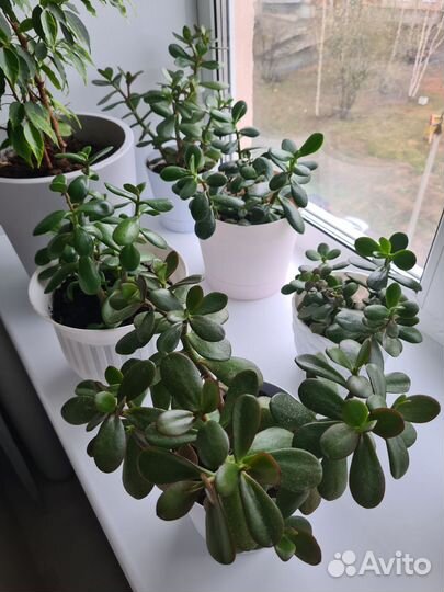 Цветы толстянки денежное дерево