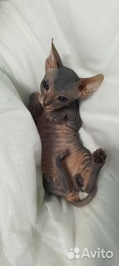 Котята сфинкс