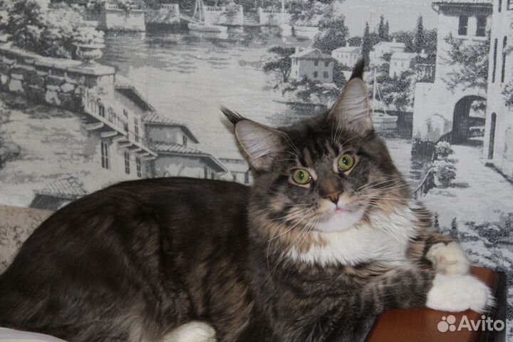 Мейн-кун вязка