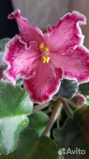 Лист фиалки