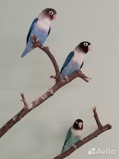 Попугаи Неразлучники птенцы