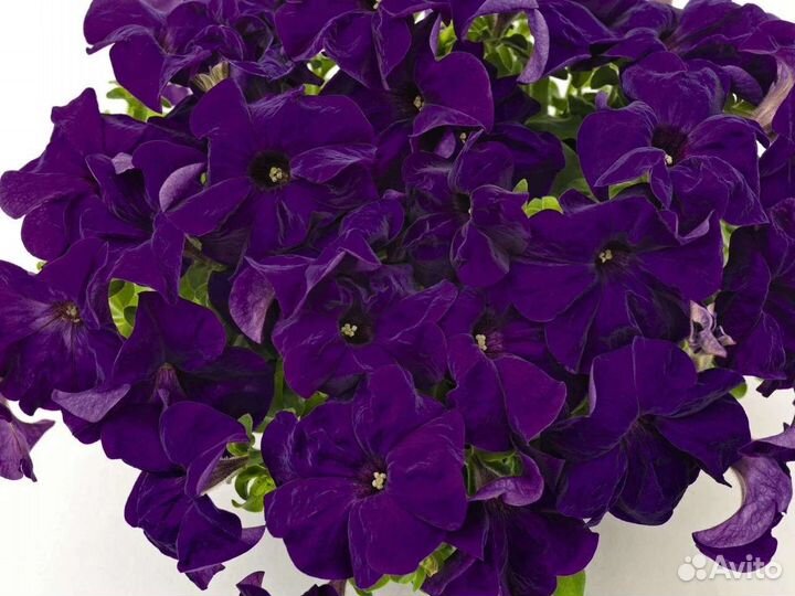 Петуния рассада виола, бакопа, львиный зев