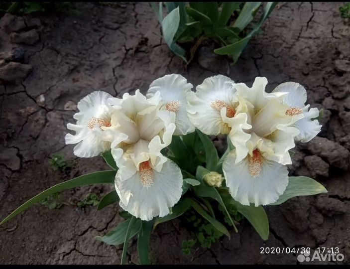 Карликовые ирисы