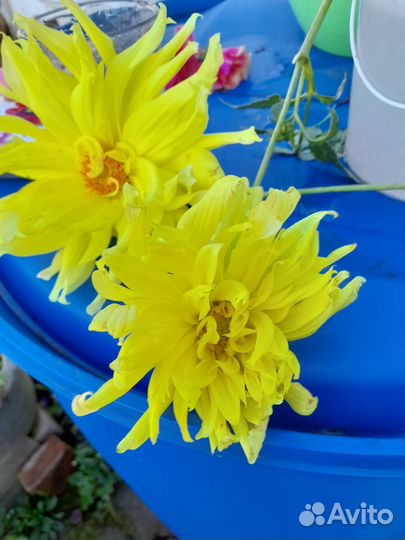 Многолетники, георгины