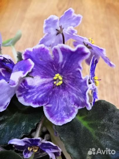 Фиалка DS-Изюм (детки)