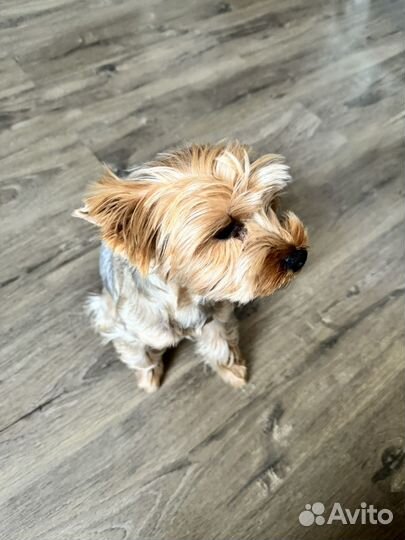 Вязка йорка