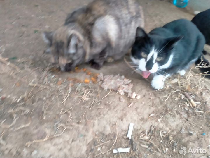 Кошки стерилизованные с доставкой