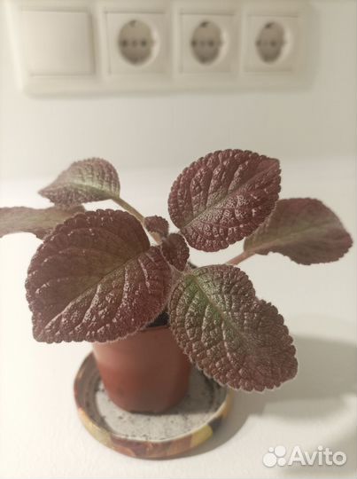 Эписция акварельная. Клубничная дымка