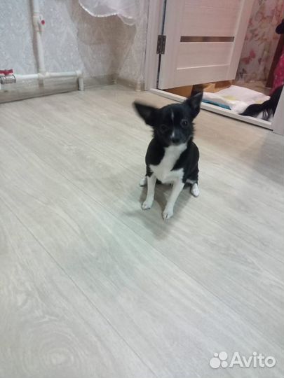 Чихуахуа девочка