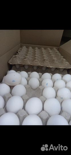 Яйцо куриное оптом