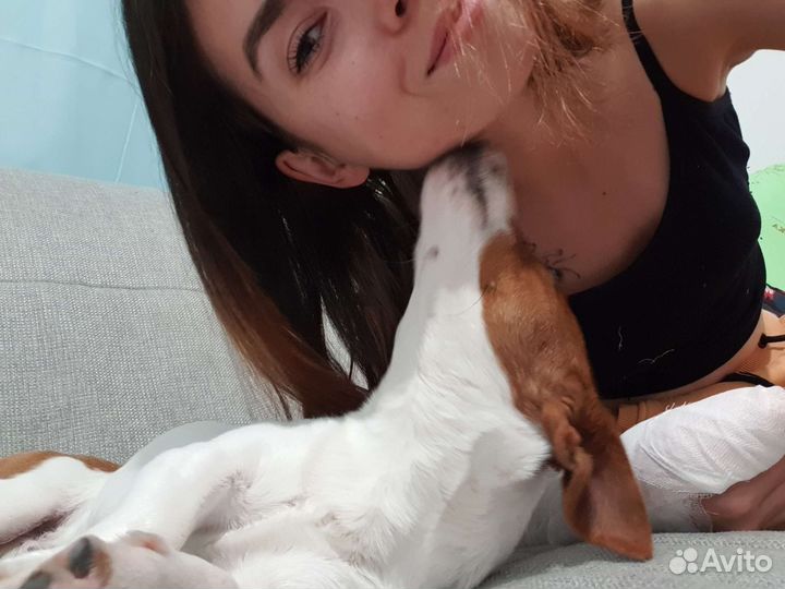 Передержка собак и кошек