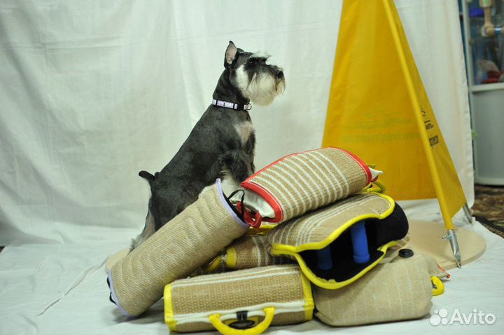 Дрессировка собак Омск 