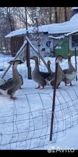 Инкубационное яйцо.Гусята-Серый крупный.Кубанский