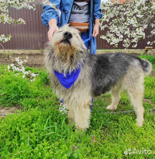 Отдам в добрые руки