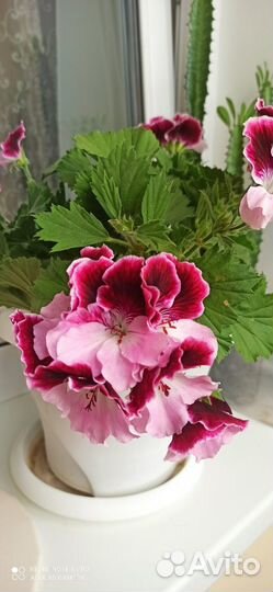 Комнатные растения и цветы