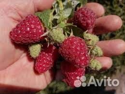 Саженцы Малины Феномен