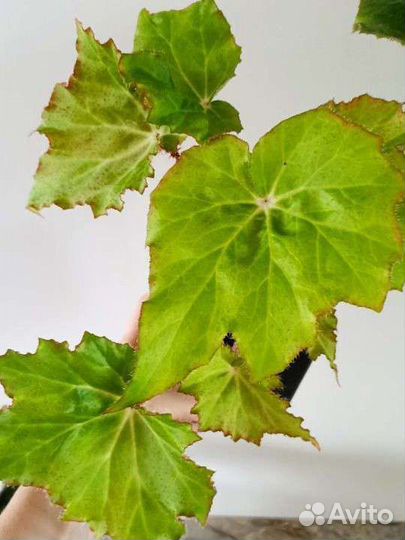 Бегония. Комнатные растения. Цветы