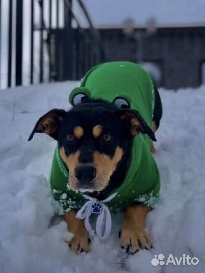 Кофта для кошек и собак