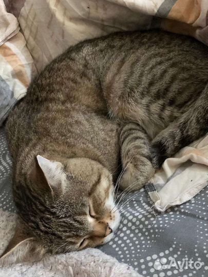 Кошка в дар бесплатно