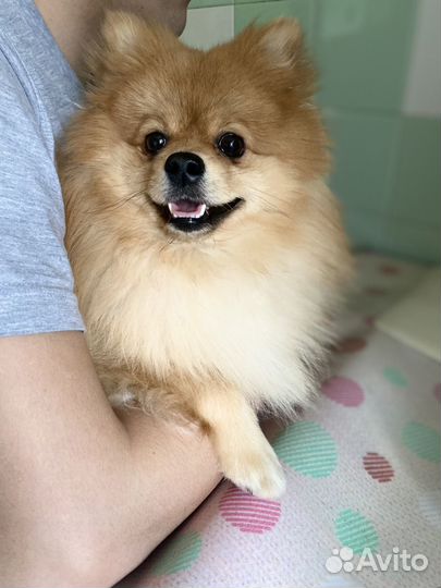 Шпиц ищет невесту