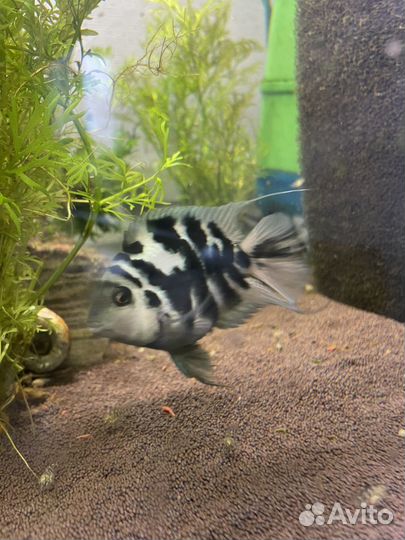 Рыбка сапфировый попугай