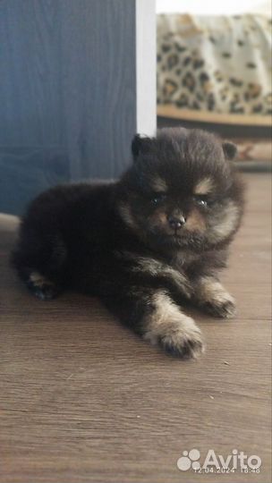 Щенки померанского шпица