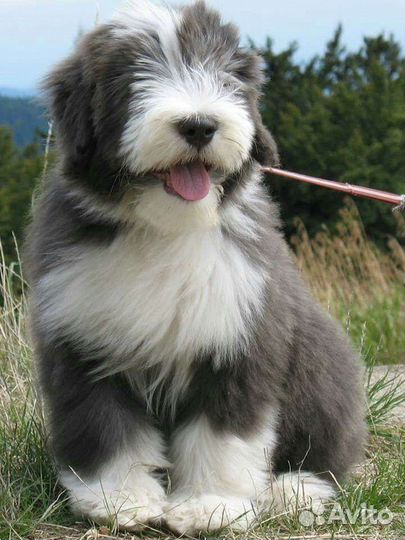 Бобтейл мишки панды