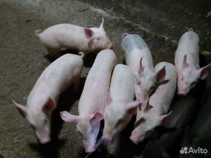 Продажа поросят