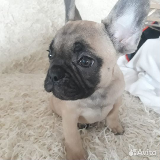 Продаются щенки французского бульдожки