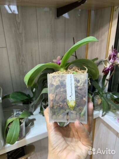 Орхидея фаленопсис бабочка big pink