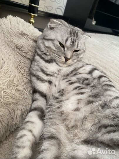 Британская вислоухая кошка