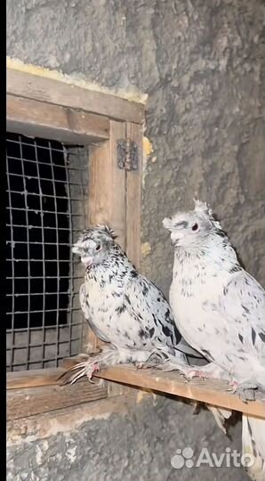 Голуби узбеки