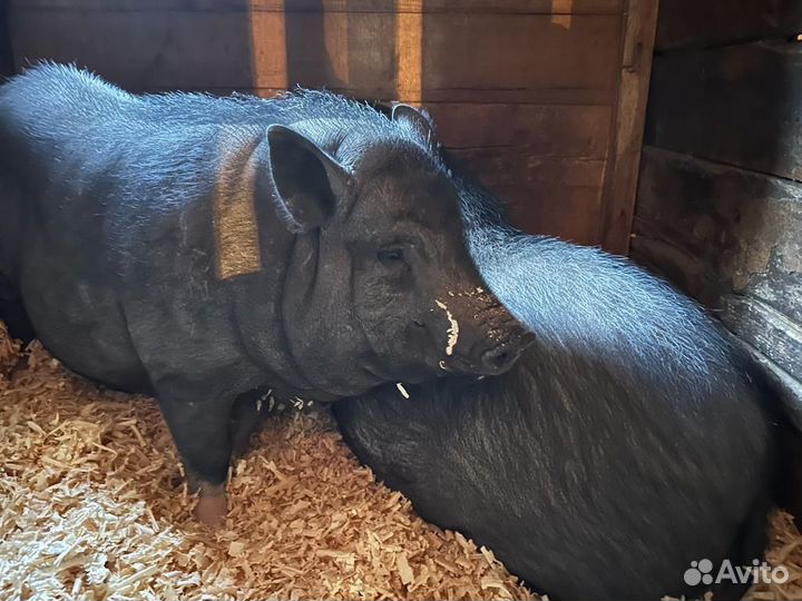 Продам двух вислобрюхих вьетнамских свиней