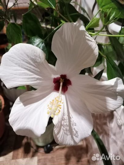 Гибискус, китайская роза