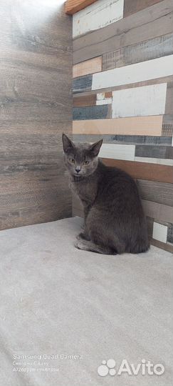 Кошка возраст полгода
