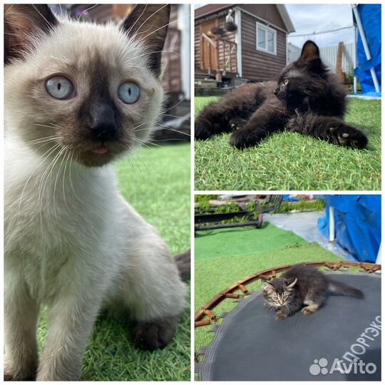 Котята в добрые руки