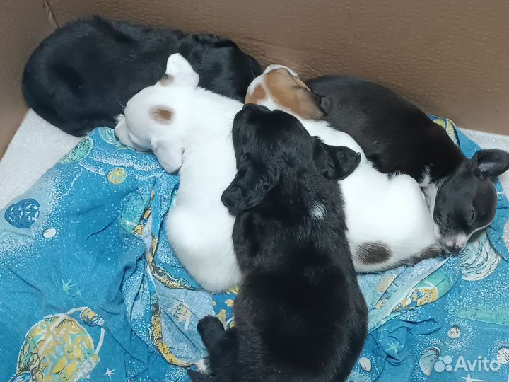 Щенки таксы и чихуа-хуа