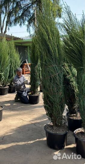 Можжевельник Блю Эрроу из питомника с доставкой