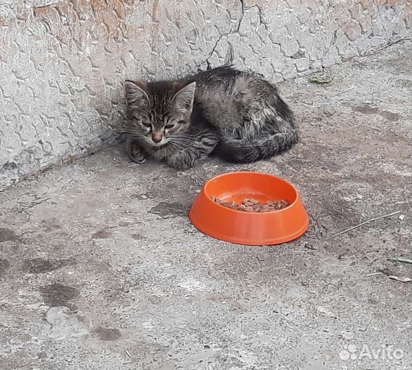 Котёнок 1 месяц