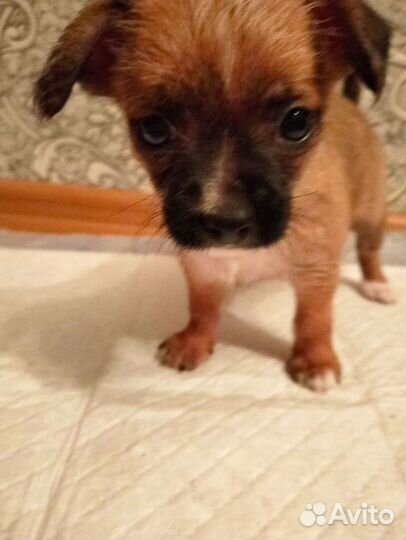 Щенки чихуахуа 1.5мес