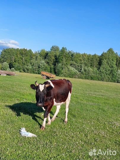 Корова дойная