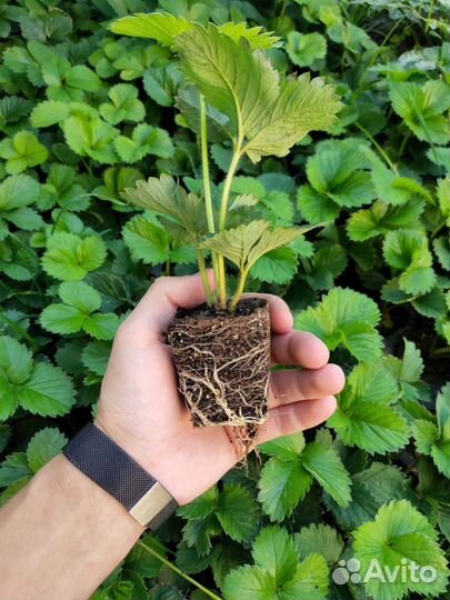 Саженцы Рассада Клубники