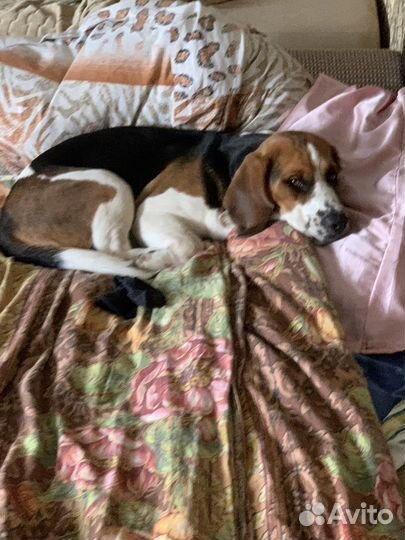 Вязка бигль